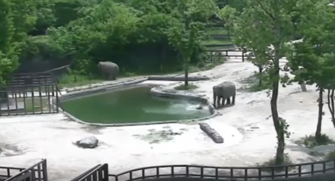 Su cría cae al agua, vea cómo elefantes evitan que se ahogue [VIDEO] 