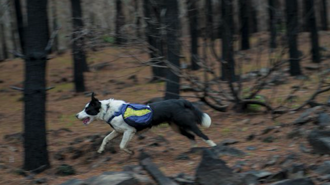 Perros reforestan Chile