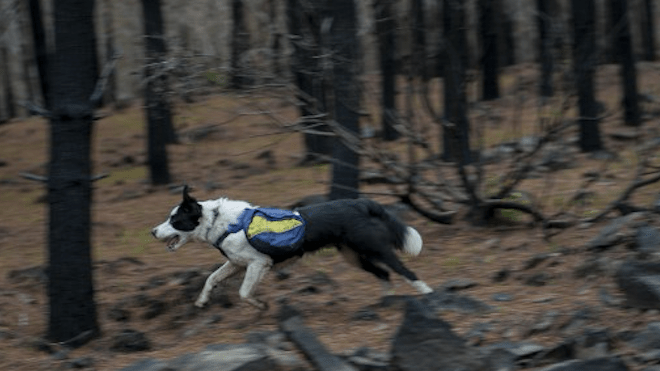 Perros reforestan Chile
