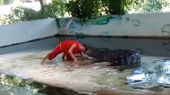 El horrendo momento en el que un cuidador mete su cabeza en la boca de un cocodrilo y lo que sigue es predecible