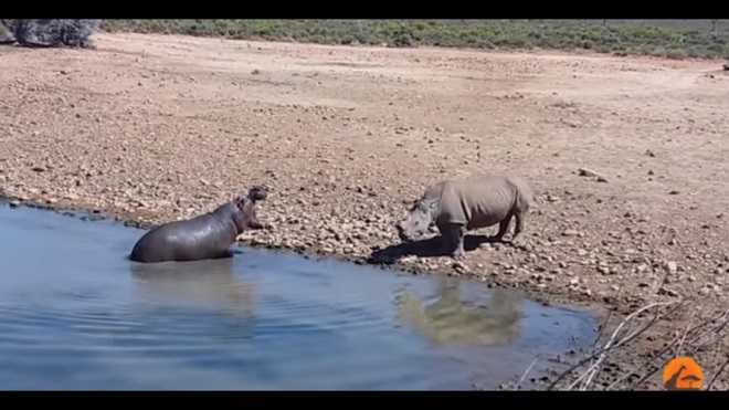 Hipopótamo mata a un rinoceronte que quería beber en su charca