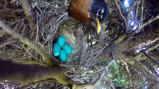 La naturaleza siempre será sorprendente, mira las imágenes que quedan grabadas en este nido de pájaro