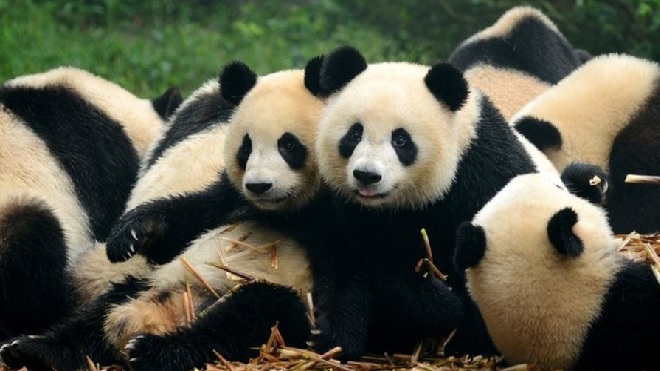 GETTY IMAGESImage captionPodrán parecer ositos de peluche gigantes, pero no lo son...