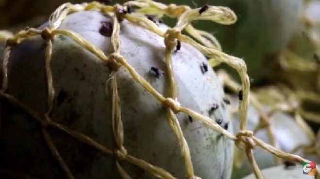 En Suchitepéquez una plaga de moscas afecta en hogares y comercios.
