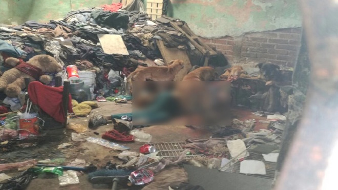 Localizan cuerpo de un hombre siendo devorado por perros en zona 5 [VIDEO]