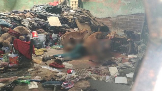 Localizan cuerpo de un hombre siendo devorado por perros en zona 5 [VIDEO]