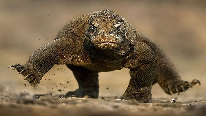 dragón