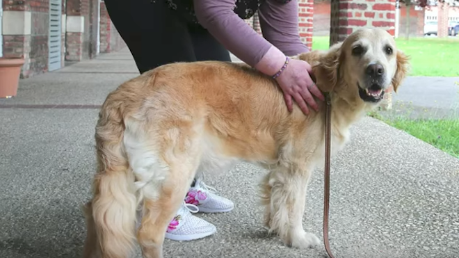 Usan perros para tratar a enfermos mentales en un hospital
