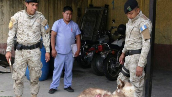 Agentes rescatan a Loki un perro maltratado en la zona 5 [IMÁGENES FUERTES]