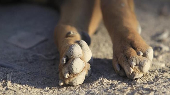 Por qué hoy se recuerda el Día Internacional del Perro Callejero