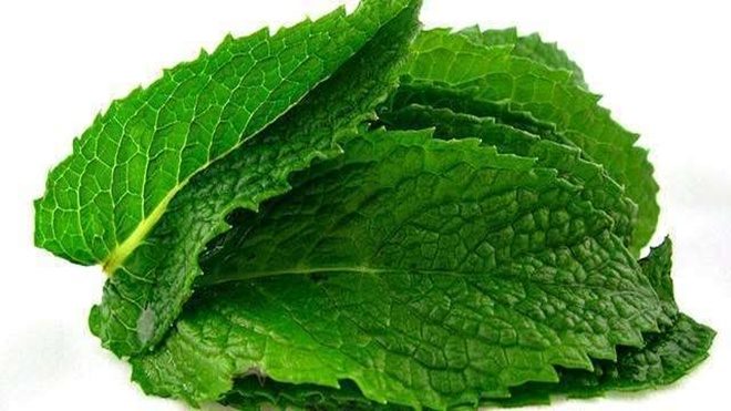 menta