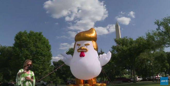 Reaparece la gallina inflable
