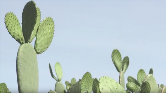 Cactus que va de manjar a generador eléctrico