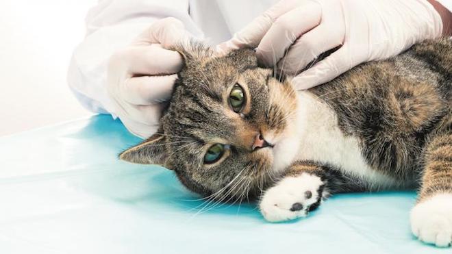 Día Internacional del gato, 8 de agosto. Foto: El Universal.