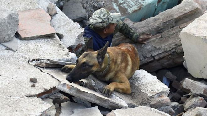 PEDRO PARDO/AFP/GETTY IMAGES Los perros de búsqueda y rescate están trabajando a pleno rendimiento en México.