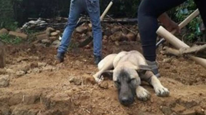 [VIDEO] Jacinto, el perro que aún espera a su dueño fallecido en México