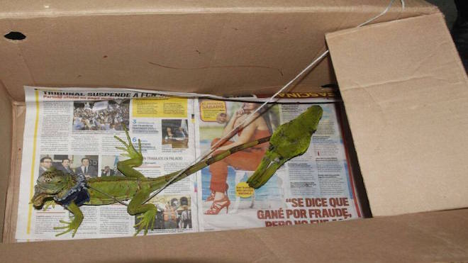 Celulares, droga y hasta una iguana y un perico hallan en cárcel de Puerto Barrios
