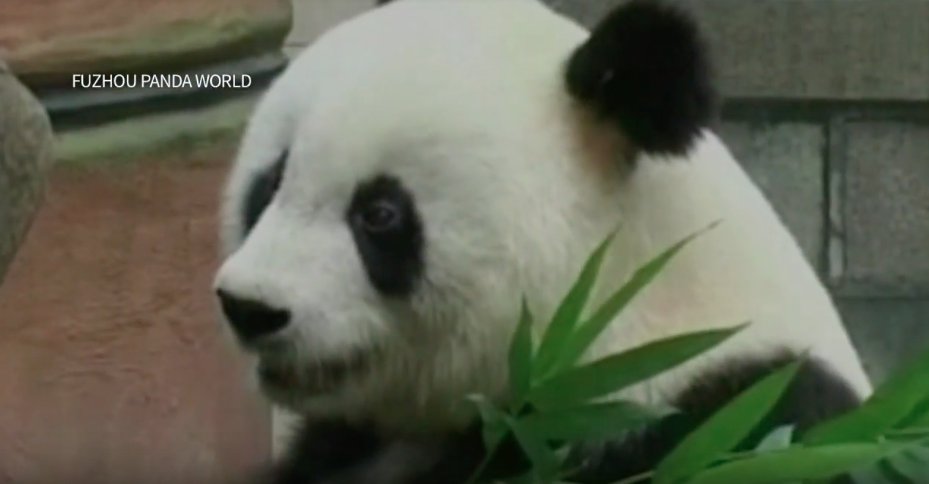 panda