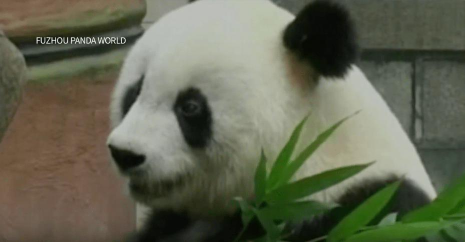 panda