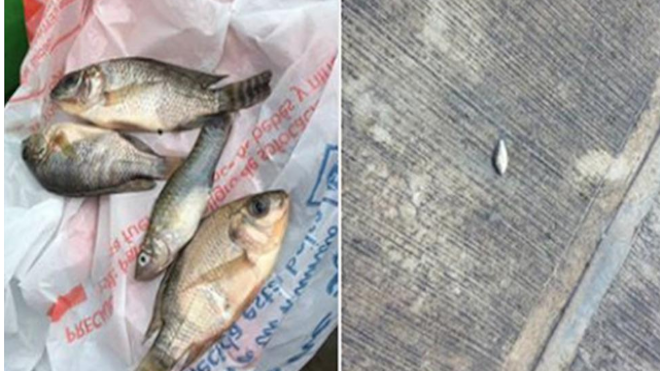 [VIDEO] La lluvia de peces que sorprendió a México