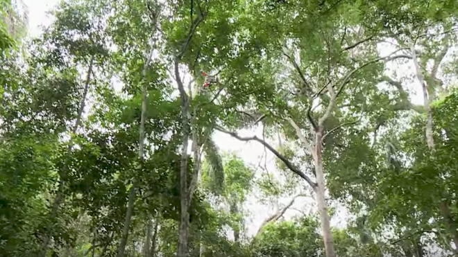 VIDEO: Ecodrones al servicio de la naturaleza