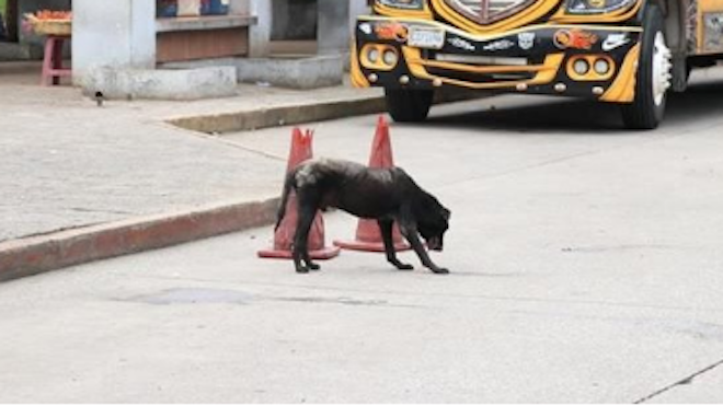 MinSalud pretende vacunar contra la rabia a más de tres millones de perros