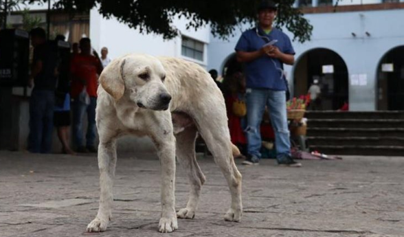 MinSalud pretende vacunar contra la rabia a más de tres millones de perros