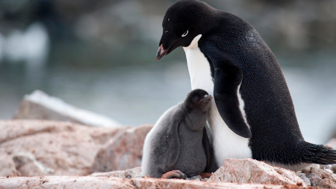Miles de crías de pingüino Adelia mueren de hambre