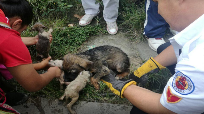Bomberos salvan la vida de varios cachorros a punto de morir [GALERÍA] 