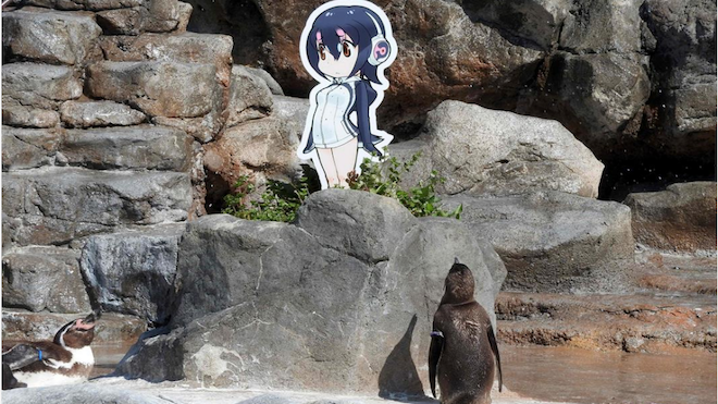 Japón llora la muerte de su pingüino enamorado
