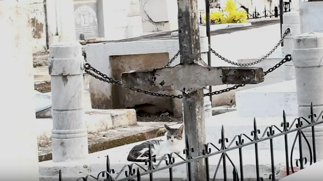 ¿Pacto con el diablo? Gatos cuidan tumbas en pueblo