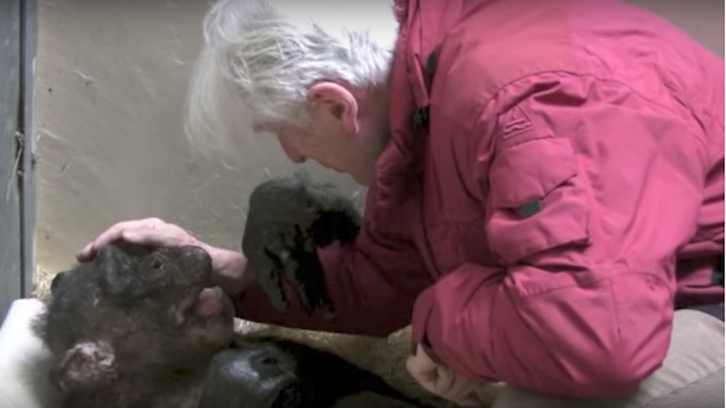 Un amor que resucita: Una chimpancé al borde de la muerte reconoce a su cuidador