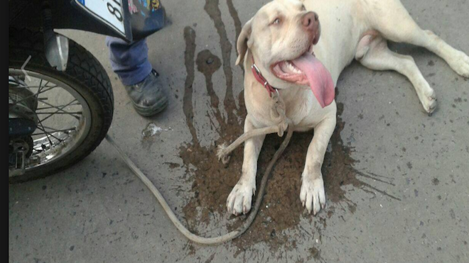 VIDEO: Ató a un perro a su moto y lo arrastró varias cuadras