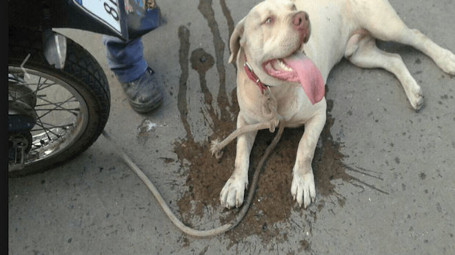 VIDEO: Ató a un perro a su moto y lo arrastró varias cuadras