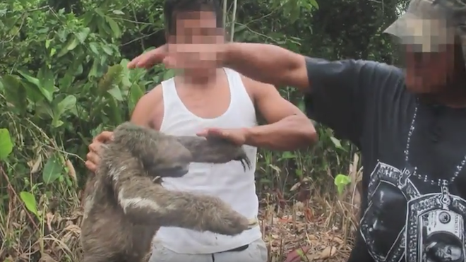 VIDEO: Así inician un día convencional de trabajo, capturando animales salvajes para venderlos