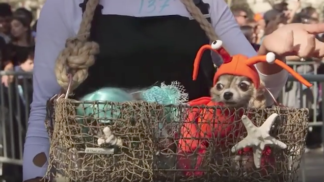 Los perros también celebran Halloween