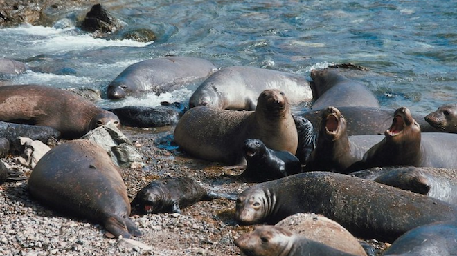 Biodiversidad en peligro: La mitad de los animales en peligro de extinción viven en islas