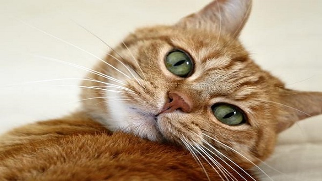 gatos