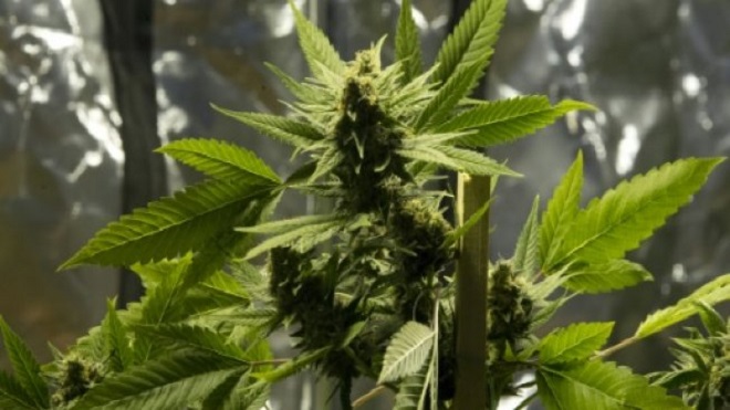 legalizar