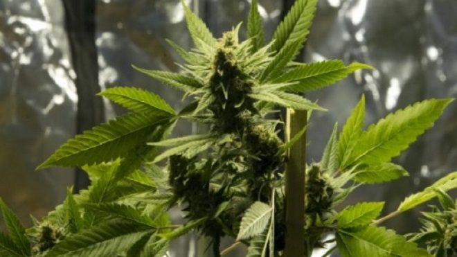 legalizar