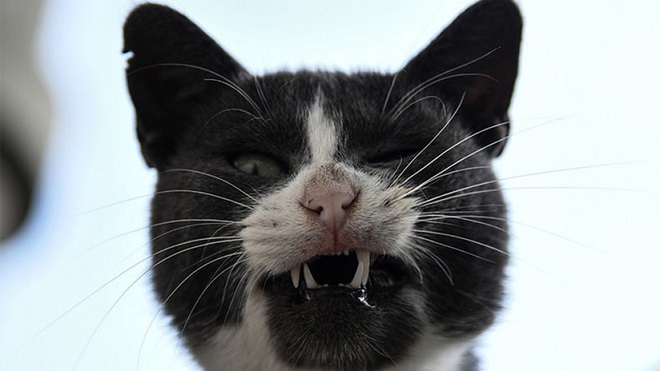gato