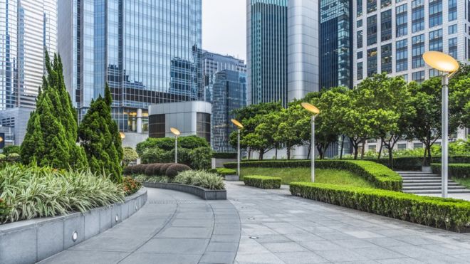 ¿Por qué los árboles de la ciudad crecen más rápido que los del campo?