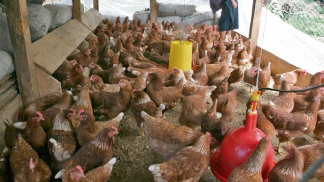 Proponen biocombustible a base de heces de aves de corral para salvar el planeta