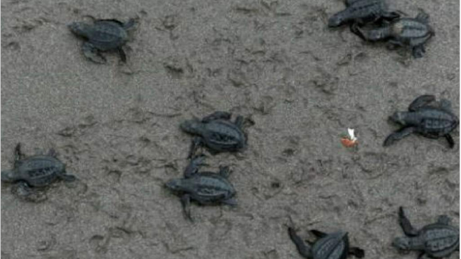 El Salvador pide ayuda a la NOAA de EEUU por la muerte de tortugas marinas