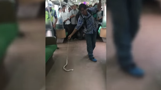 “Héroe” viral mata una serpiente con sus manos en un tren