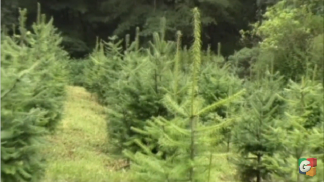 Lanzan campaña nacional de protección al pinabete