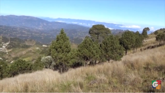 forestal