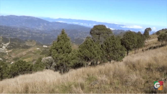 forestal