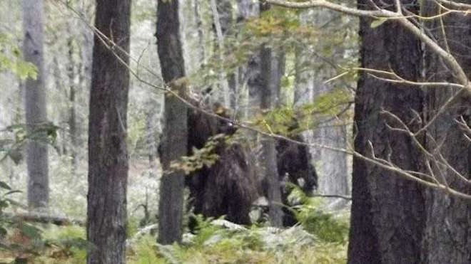 ¿El yeti? Un oso de las altas montañas de Asia, según análisis de ADN