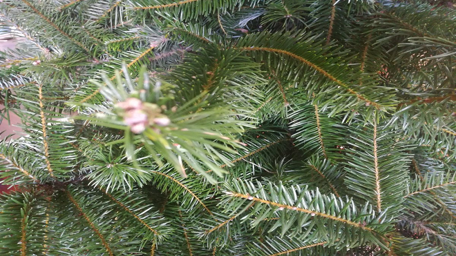 Cuidado: No comercialice árboles navideños hechos con ramillas de pinabete